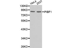 Western blot analysis of extracts of various cell lines, using PIBF1 antibody. (PIBF1 Antikörper)