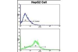 Flow cytometric analysis of HepG2 cells using P Antibody (N-term)(bottom histogram) compared to a negative control cell (top histogram). (APP Antikörper  (N-Term))