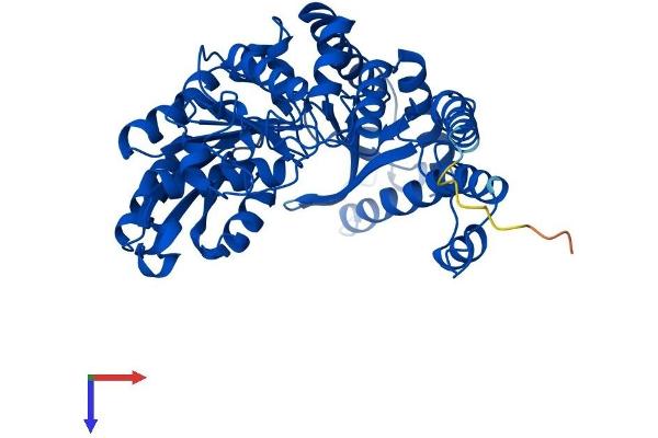 CSAD Protein (AA 1-493) (His tag)