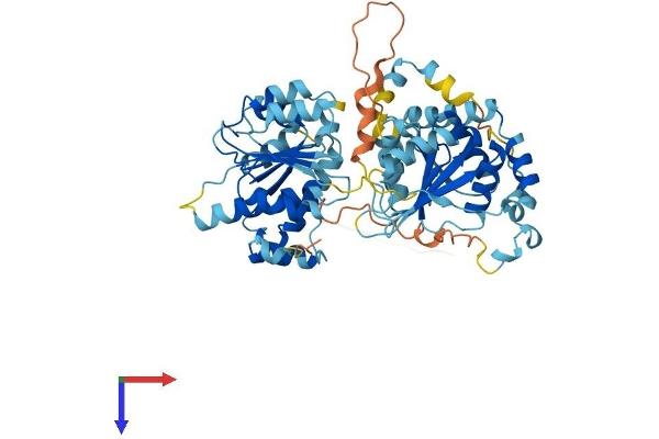 DDX56 Protein (AA 1-547) (His tag)