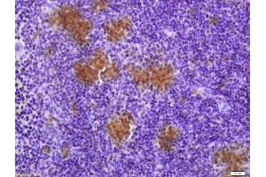 Formalin-fixed and paraffin embedded mouse spleen labeled with Anti-TXNRD1 Polyclonal Antibody, Unconjugated (ABIN1386102) at 1:200 followed by conjugation to the secondary antibody and DAB staining (TXNRD1 Antikörper  (AA 451-550))