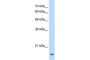 Western Blotting (WB) image for anti-Transcription Factor MafG (Mafg) antibody (ABIN2461656)
