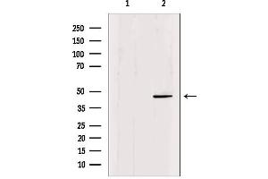Western blot analysis of extracts from mouse brain, using Oct-6 Antibody.