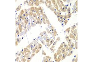 Immunohistochemistry of paraffin-embedded mouse heart using ELF3 antibody. (ELF3 Antikörper)