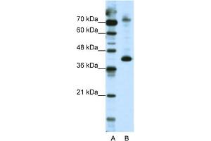 WB Suggested Anti-NKRF Antibody Titration:  2.