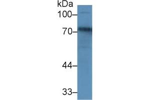 Western Blot; Sample: Rat Cerebrum lysate; Primary Ab: 1µg/ml Rabbit Anti-Rat TRF Antibody Second Ab: 0. (Transferrin Antikörper  (AA 360-683))