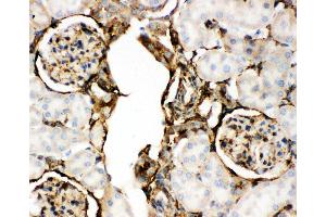 Anti-Annexin V Picoband antibody,  IHC(P): Rat Kidney Tissue (Annexin V Antikörper  (AA 2-320))