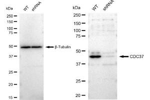 Western blotting analysis using CDC37 antibody (ABIN7798010). (Rekombinanter CDC37 Antikörper)