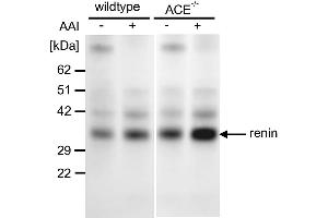 Western blot from kidney tissue using an antibody against against renin in the wildtype and ACE−/− mice treated with vehicle or aristolochic acid I (AAI). (Renin Antikörper  (AA 22-402))