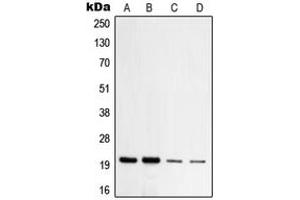 Western blot analysis of TOM20 expression in HeLa (A), HepG2 (B), NIH3T3 (C), PC12 (D) whole cell lysates. (TOMM20 Antikörper  (Center))