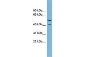 Image no. 1 for anti-Ets2 Repressor Factor (ERF) (N-Term) antibody (ABIN6742012) (ERF Antikörper  (N-Term))