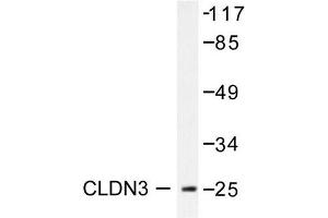 Image no. 2 for anti-Claudin 3 (CLDN3) antibody (ABIN265362) (Claudin 3 Antikörper)