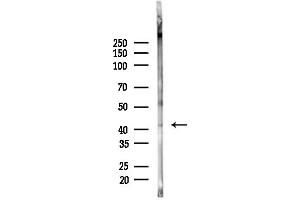 anti-Guanine Nucleotide Binding Protein (G Protein), Q Polypeptide (GNAQ) (Internal Region) antibody