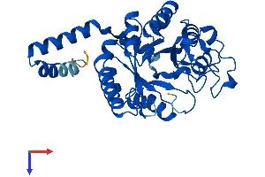 GDE1 Protein (AA 1-331) (His tag)