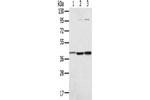 Gel: 8 % SDS-PAGE, Lysate: 40 μg, Lane 1-3: Hepg2 cells, TM4 cells, Raw264. (Syntaxin 18 Antikörper)