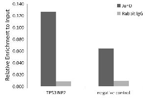Chromatin immunoprecipitation analysis of extracts of HepG2 cells, using JunD antibody (ABIN7268050) and rabbit IgG.