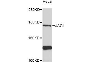 Western blot analysis of extracts of HeLa cells, using JAG1 antibody (ABIN6291335) at 1:3000 dilution. (JAG1 Antikörper)