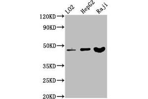 Western Blot Positive WB detected in: LO2 whole cell lysate, HepG2 whole cell lysate, Raji whole cell lysate All lanes: SERPINB2 antibody at 3. (SERPINB2 Antikörper  (AA 293-389))