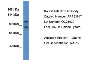 WB Suggested Anti-Nbr1  Antibody Titration: 0. (NBR1 Antikörper  (C-Term))