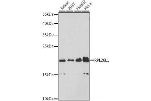 Western blot analysis of extracts of various cell lines using RPL26L1 Polyclonal Antibody at dilution of 1:3000. (RPL26L1 Antikörper)