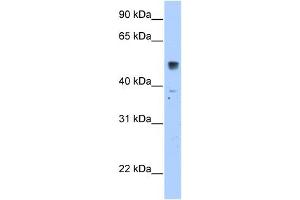 SLC35F5 antibody used at 2. (SLC35F5 Antikörper  (C-Term))