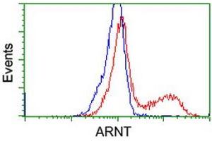 Image no. 7 for anti-Aryl Hydrocarbon Receptor Nuclear Translocator (ARNT) antibody (ABIN1496729) (ARNT Antikörper)