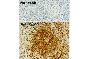 Immunohistochemistry (IHC) image for anti-RAB11A, Member RAS Oncogene Family (RAB11A) (C-Term) antibody (ABIN1440026) (RAB11A Antikörper  (C-Term))