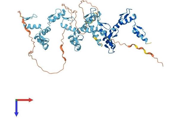 ZNF250 Protein (AA 1-560) (His tag)
