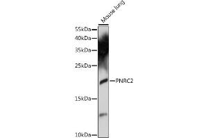 Western blot analysis of extracts of mouse lung, using PNRC2 antibody (ABIN7269556) at 1:1000 dilution. (PNRC2 Antikörper  (AA 1-100))
