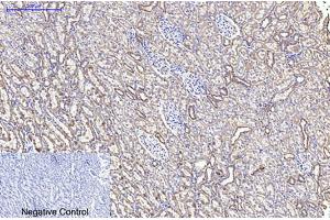 Immunohistochemical analysis of paraffin-embedded rat kidney tissue. (Cytochrome C Antikörper)