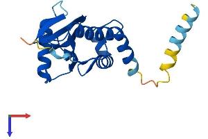 COPZ1 Protein (AA 1-177) (His tag)