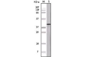 Western Blotting (WB) image for anti-Ovalbumin (OVA) antibody (ABIN1108541) (Ovalbumin Antikörper)