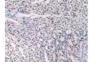 IHC-P analysis of Mouse Stomach Tissue, with DAB staining. (TALDO1 Antikörper  (AA 35-285))