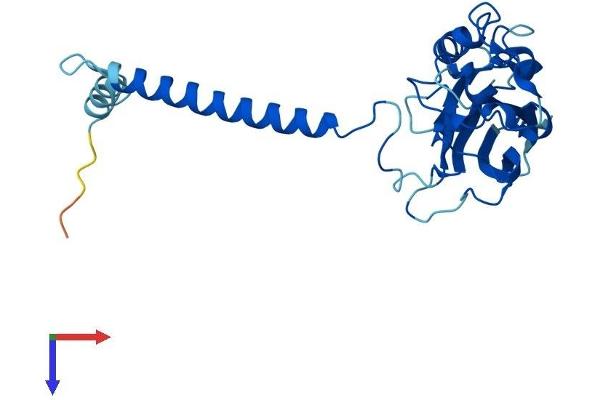 ATP1B3 Protein (AA 1-278) (His tag)