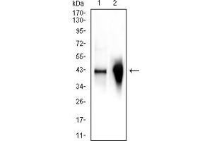 Western Blotting (WB) image for anti-Glutamate-Ammonia Ligase (GLUL) (AA 2-121) antibody (ABIN7193662)