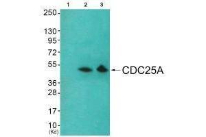 Western blot analysis of extracts from HeLa cells and 293 cells using Akt (Ab-326) antibody. (AKT1 Antikörper  (Tyr326))
