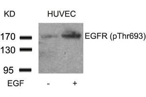 Western blot analysis of extracts from HUVEC cells untreated or treated with EGF using EGFR(Phospho-Thr693) Antibody.