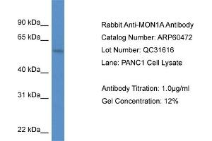 Western Blotting (WB) image for anti-MON1 Homolog A (MON1A) (C-Term) antibody (ABIN2788456)