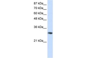 Western Blotting (WB) image for anti-Guanine Nucleotide Binding Protein (G Protein), beta Polypeptide 2-Like 1 (GNB2L1) antibody (ABIN2462197) (GNB2L1 Antikörper)