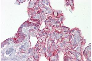 Anti-PTPN11 antibody IHC staining of human lung. (PTPN11 Antikörper  (AA 143-192))