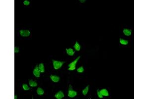 Immunofluorescence of monoclonal antibody to PHB on HeLa cell. (Prohibitin Antikörper  (AA 1-272))