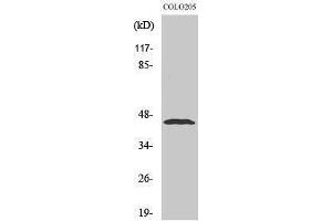 Western Blotting (WB) image for anti-Macrophage erythroblast Attacher (MAEA) (Internal Region) antibody (ABIN3174938) (MAEA Antikörper  (Internal Region))