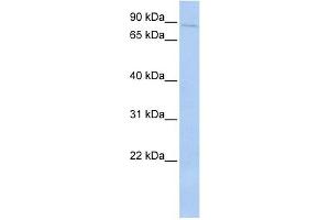 Western Blotting (WB) image for anti-Protein-Kinase, Interferon-Inducible Double Stranded RNA Dependent Inhibitor, Repressor of (p58 Repressor) (PRKRIR) antibody (ABIN631280)