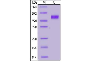 SDS-PAGE (SDS) image for Fc Fragment of IgG, High Affinity Ia, Receptor (CD64) (FCGR1A) (AA 16-288) (Active) protein (His tag,AVI tag,Biotin) (ABIN5954991)
