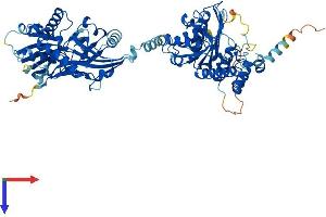 ATG7 Protein (AA 1-698) (His tag)