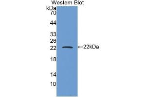 Western Blotting (WB) image for anti-Ferritin, Heavy Polypeptide 1 (FTH1) (AA 1-171) antibody (ABIN1078026) (FTH1 Antikörper  (AA 1-171))