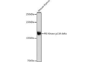 Western blot analysis of extracts of Mouse thymus, using PI3 Kinase p110 delta Rabbit mAb (ABIN7269326) at 1:1000 dilution. (PIK3CD Antikörper)