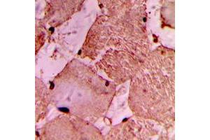 Immunohistochemical analysis of IDOL staining in human heart formalin fixed paraffin embedded tissue section.
