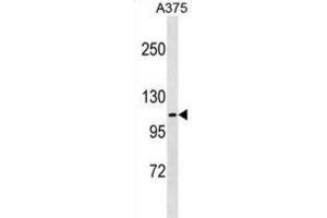 Western Blotting (WB) image for anti-FERM, RhoGEF (ARHGEF) and Pleckstrin Domain Protein 1 (Chondrocyte-Derived) (FARP1) antibody (ABIN5019452)