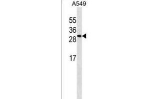 ISOC2 Antibody (C-term) (ABIN1536753 and ABIN2850006) western blot analysis in A549 cell line lysates (35 μg/lane).